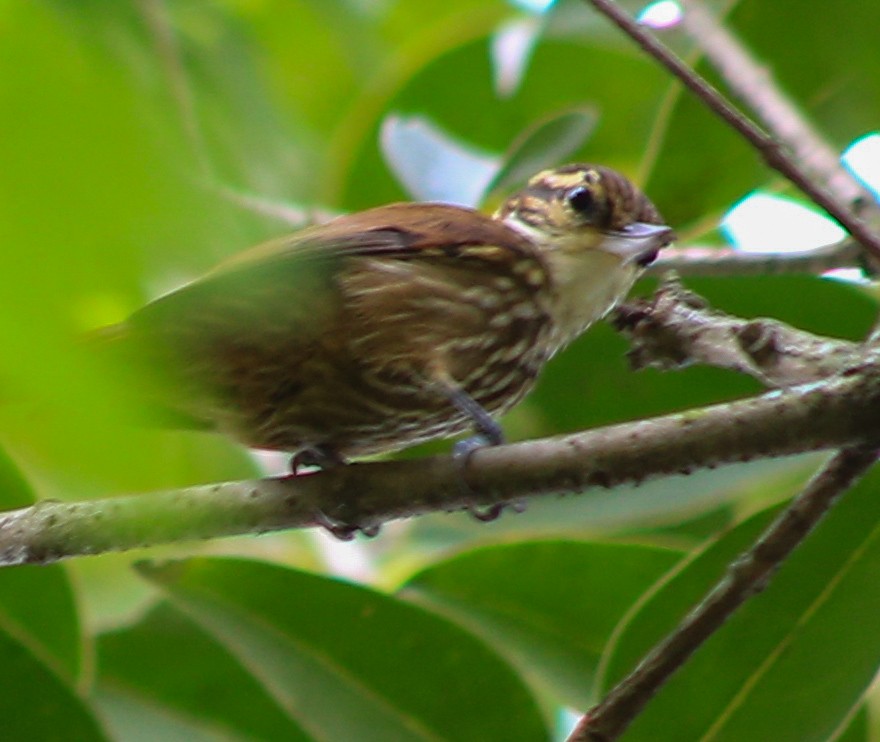 Streaked Xenops - ML632271334