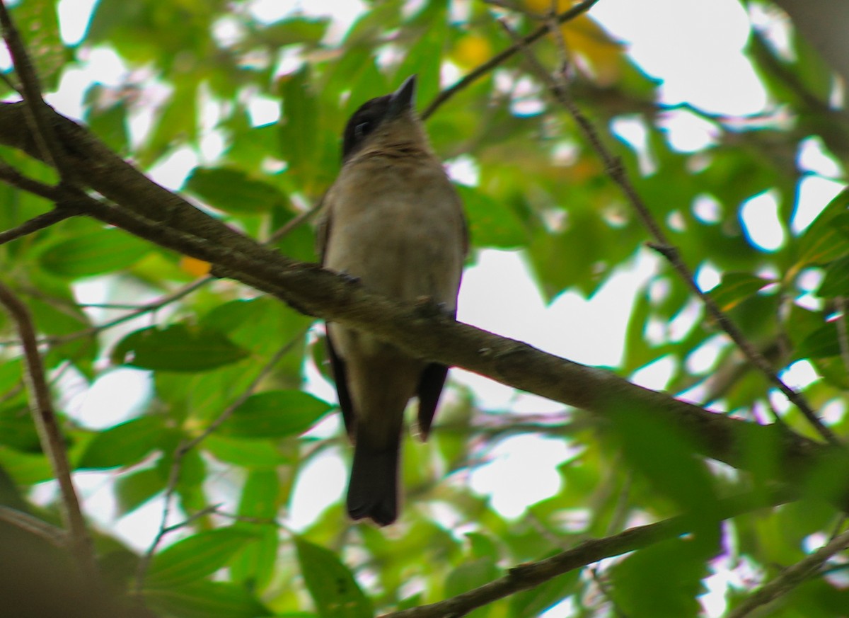 Crested Becard - ML632271345