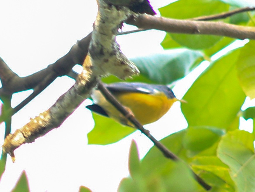 Tropical Parula - ML632271356