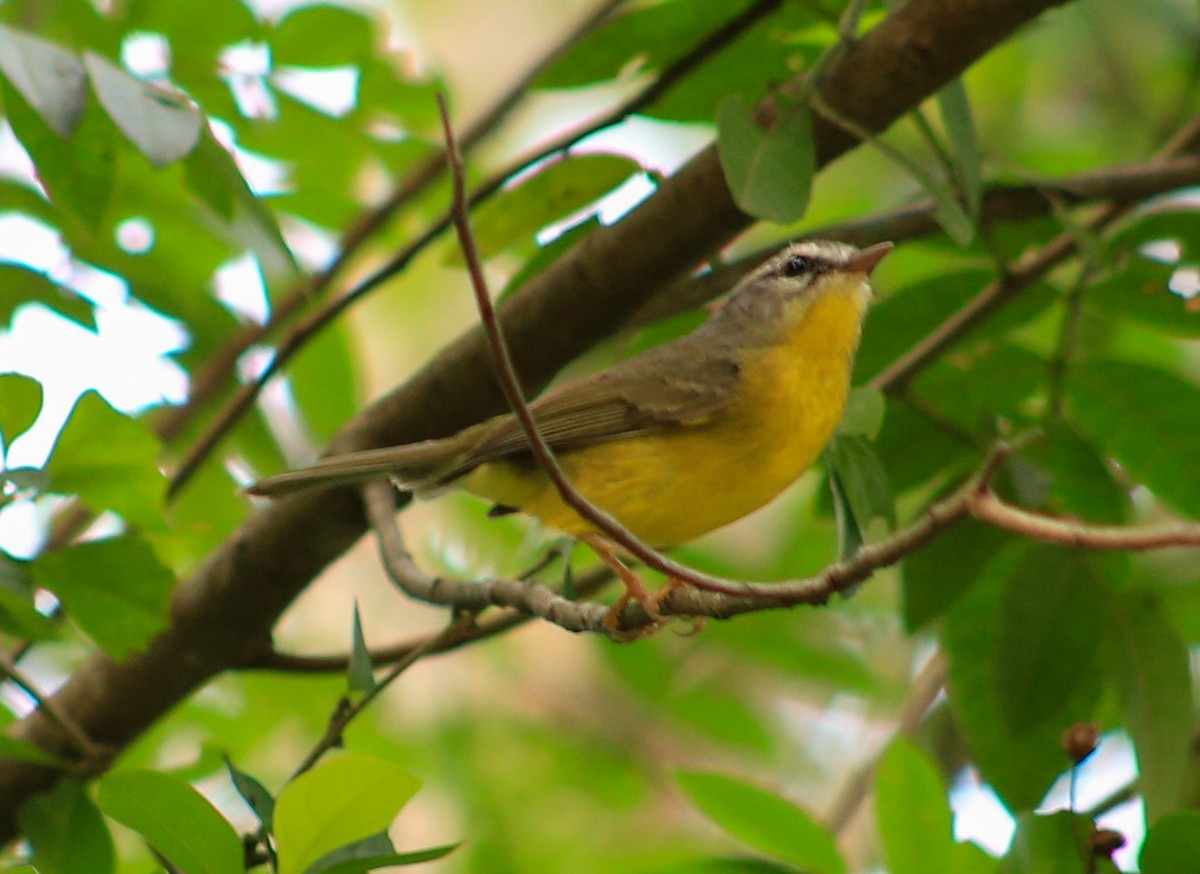 Golden-crowned Warbler - ML632271364