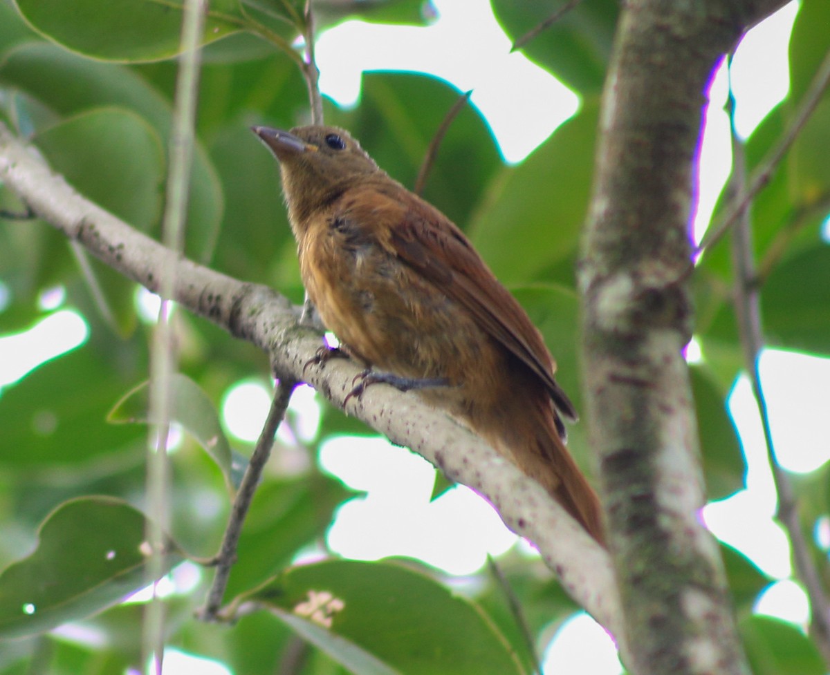 Ruby-crowned Tanager - ML632271372