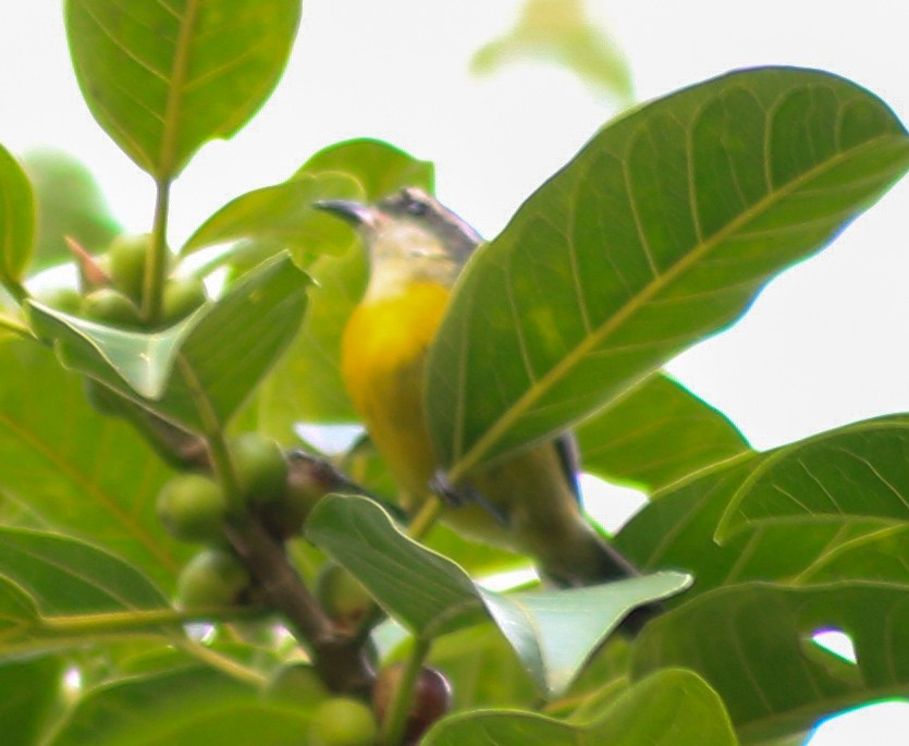 Bananaquit - ML632271377