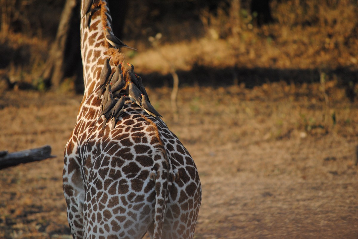 Red-billed Oxpecker - ML632271504