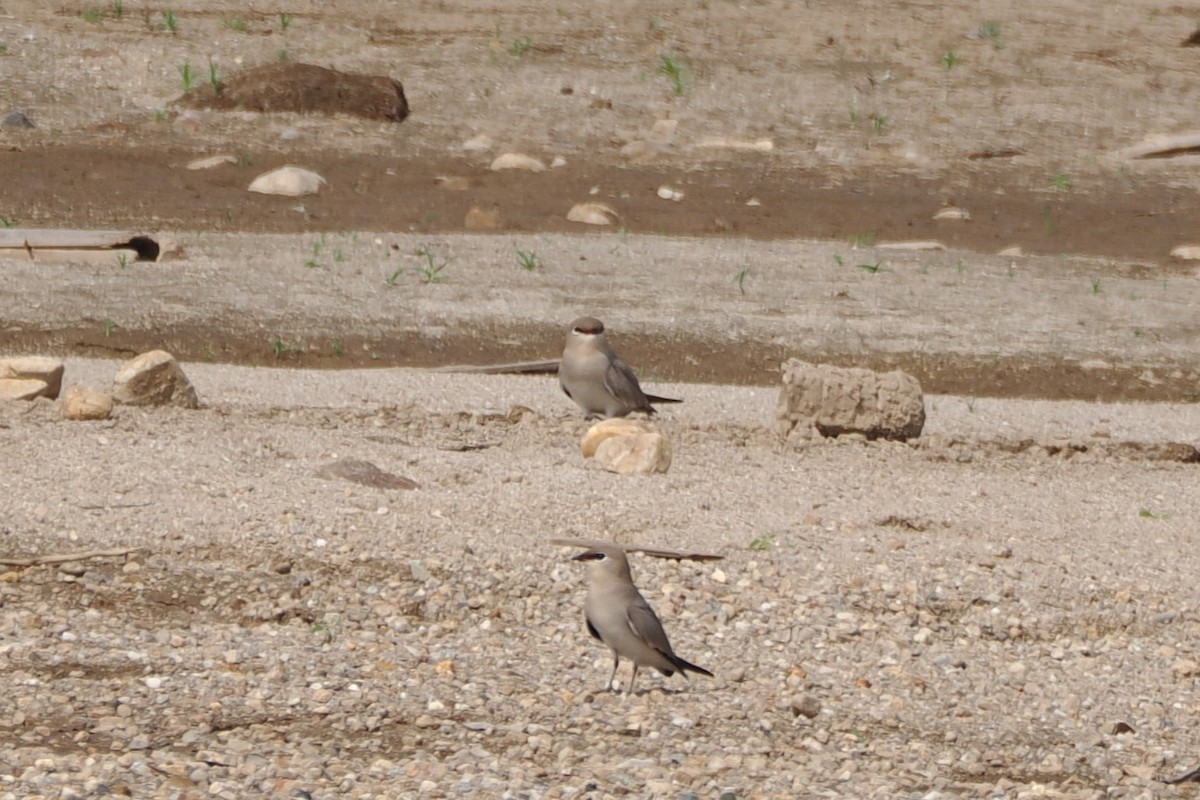 Sandbrachschwalbe - ML632271881