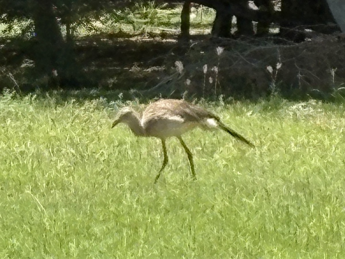 Red-legged Seriema - ML632271914