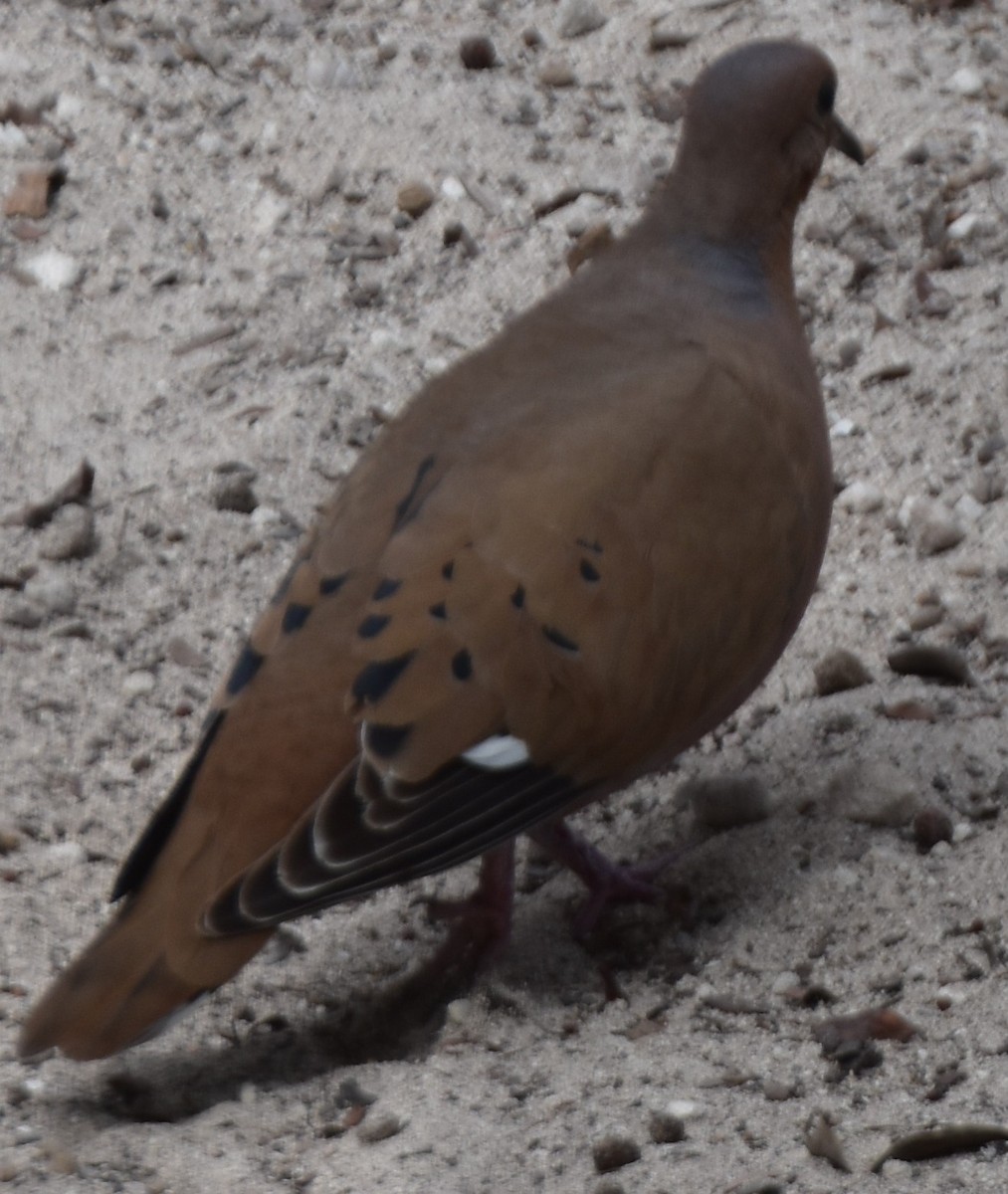 Zenaida Dove - ML632271988