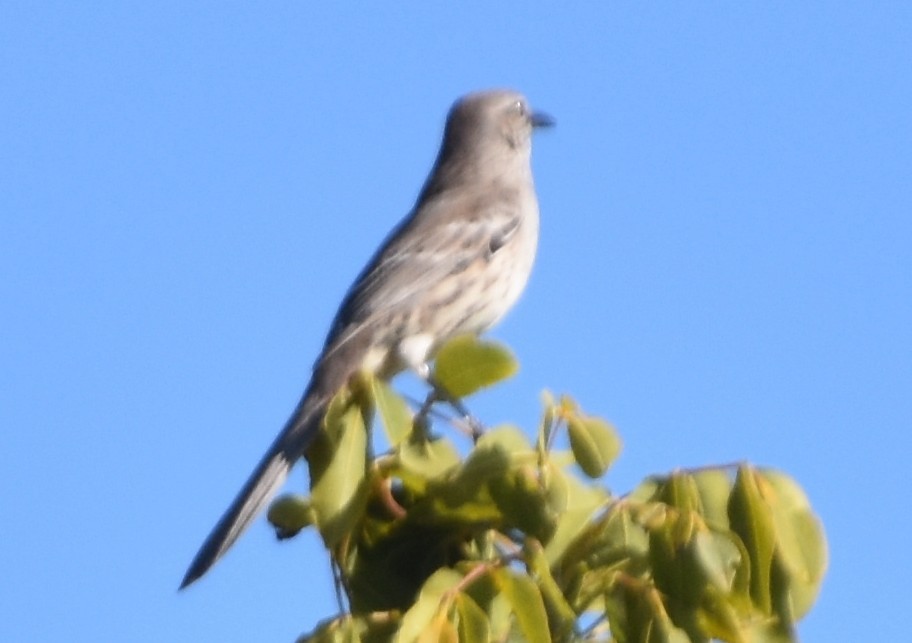 Bahama Mockingbird - ML632272000