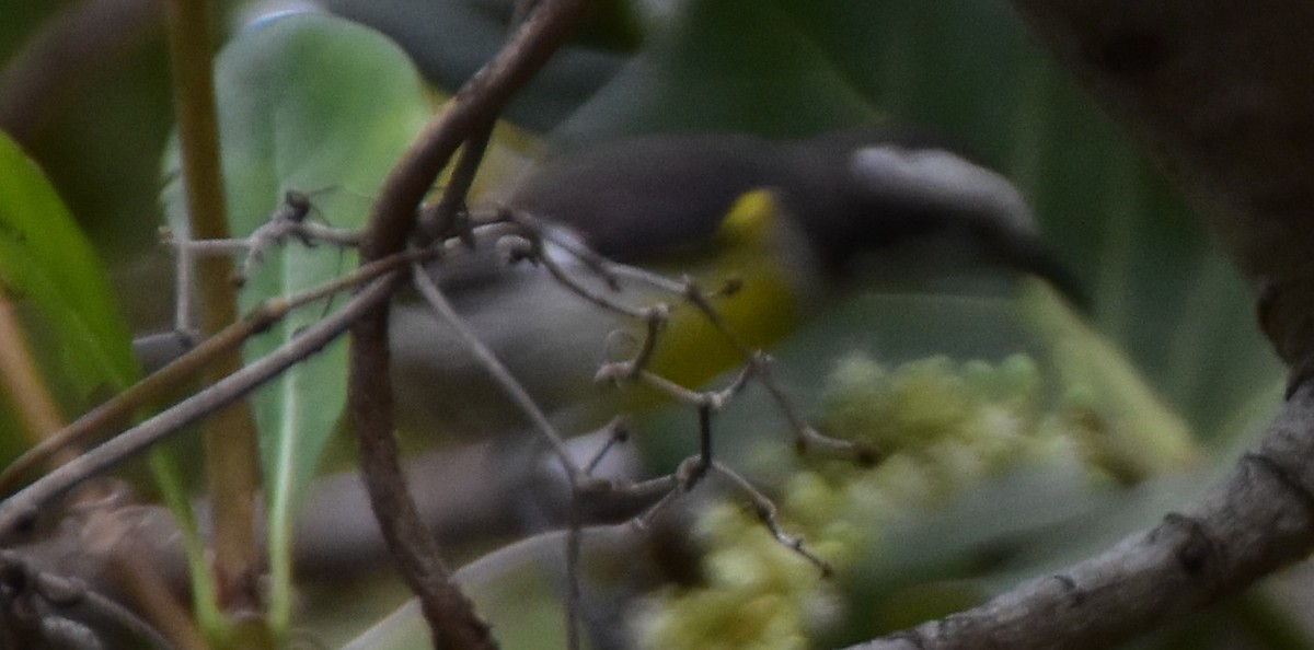 Bananaquit - ML632272067