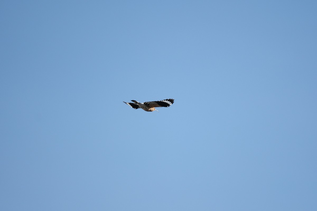 Eurasian Hoopoe - ML632272088