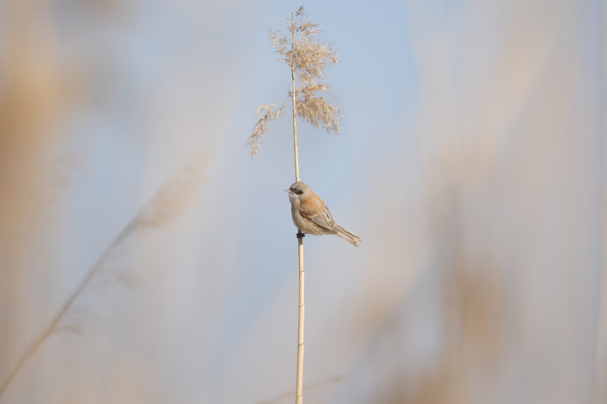 Eurasian Penduline-Tit - ML632272094