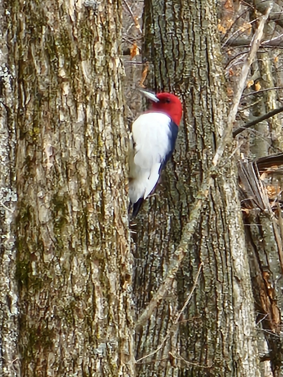Red-headed Woodpecker - ML632272363