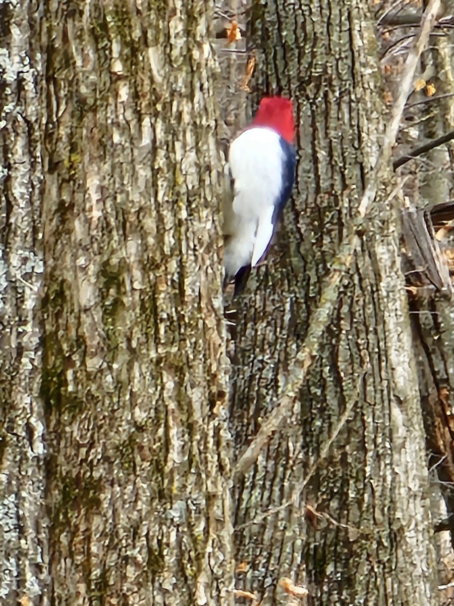 Red-headed Woodpecker - ML632272364