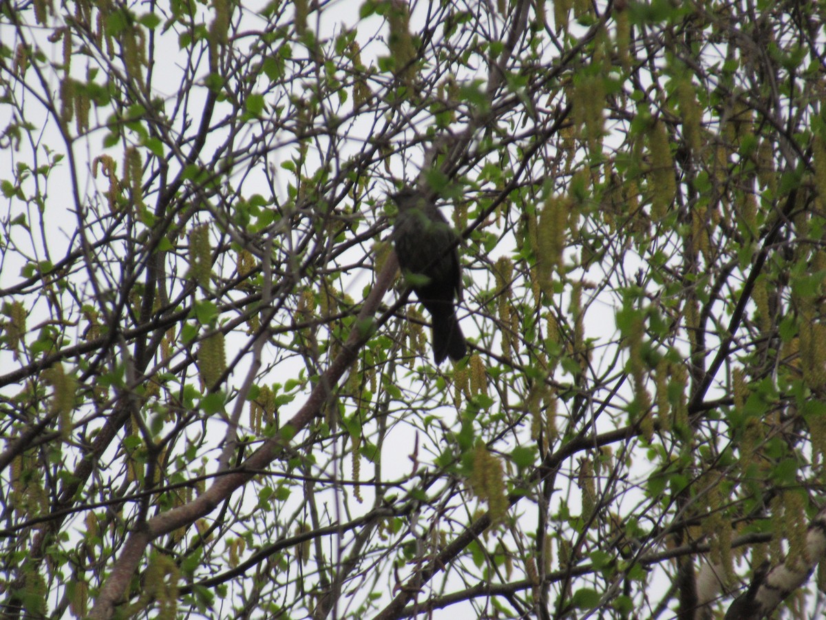 Gray Catbird - ML632272388