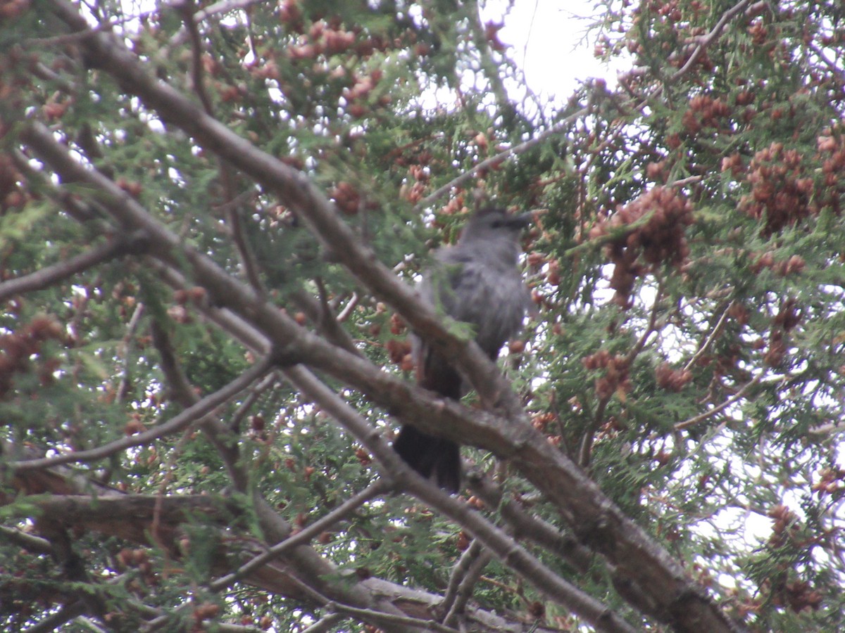Gray Catbird - ML632272392