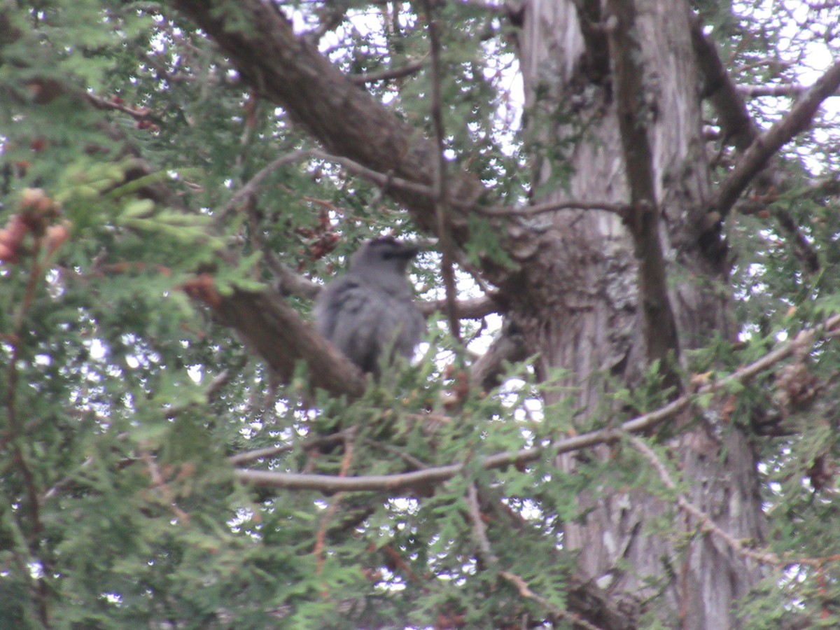 Gray Catbird - ML632272397