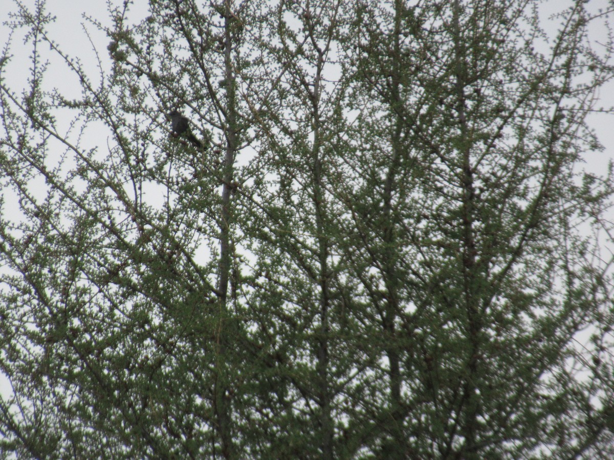 Gray Catbird - ML632272403