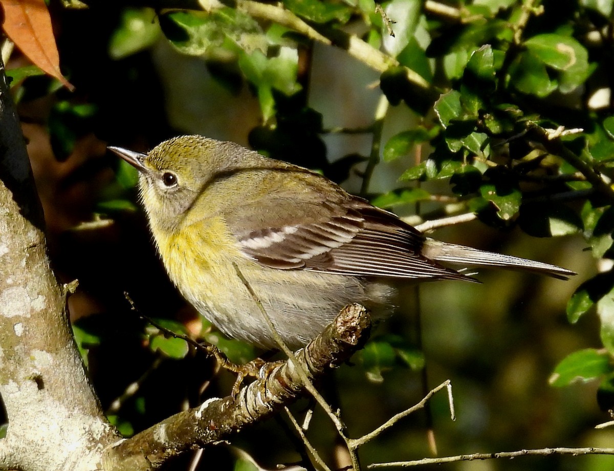 Pine Warbler - ML632272755
