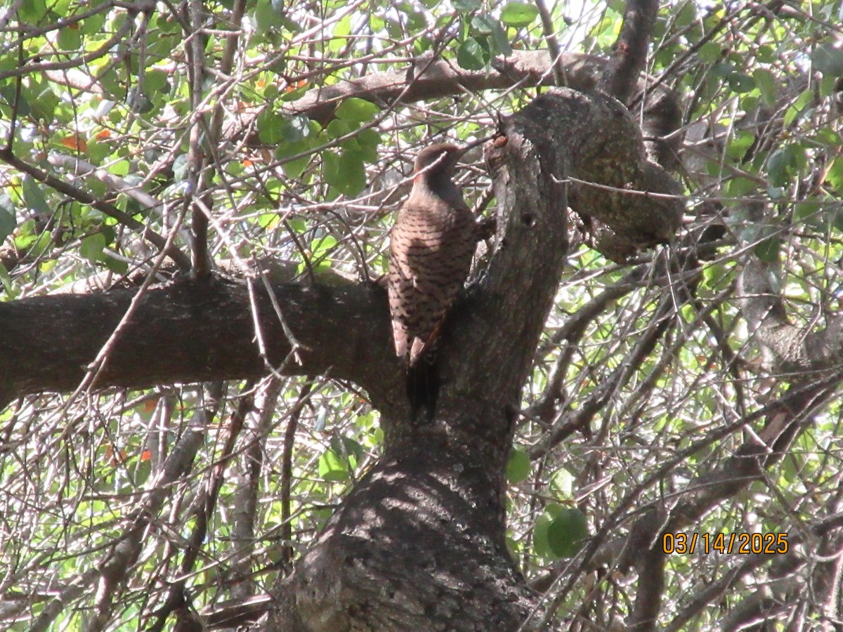 Northern Flicker (Red-shafted) - ML632272760