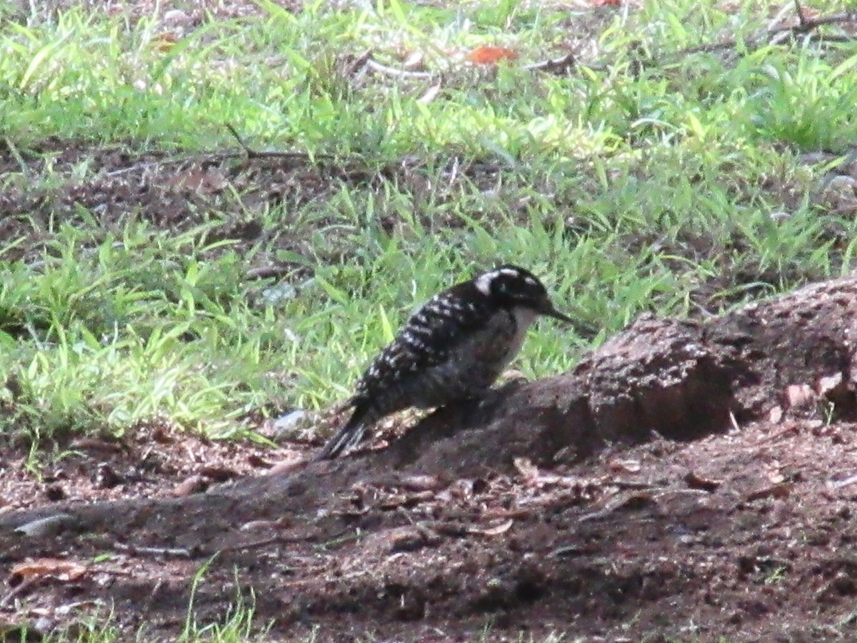 Nuttall's Woodpecker - ML632272774
