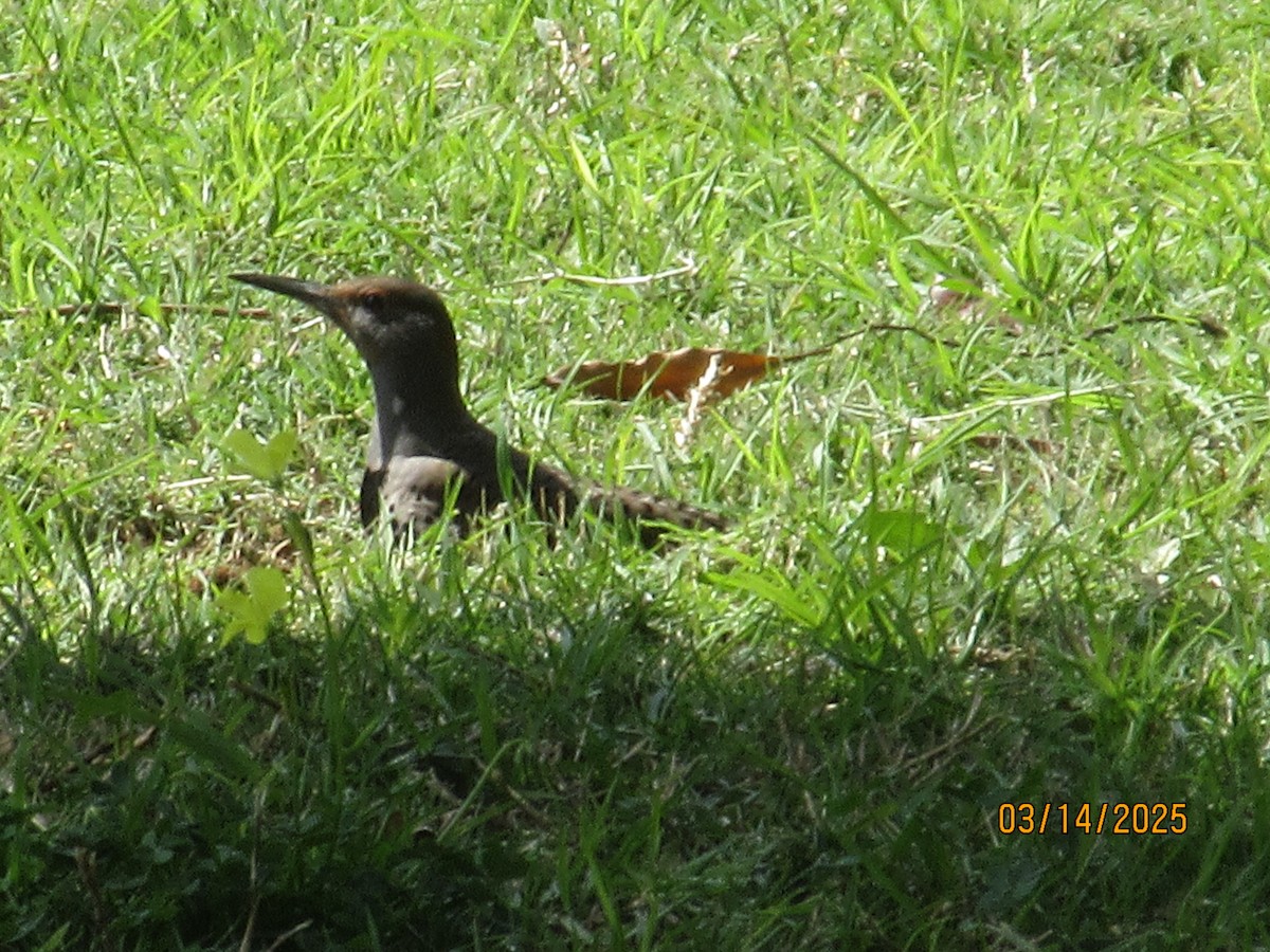 Northern Flicker (Red-shafted) - ML632272887