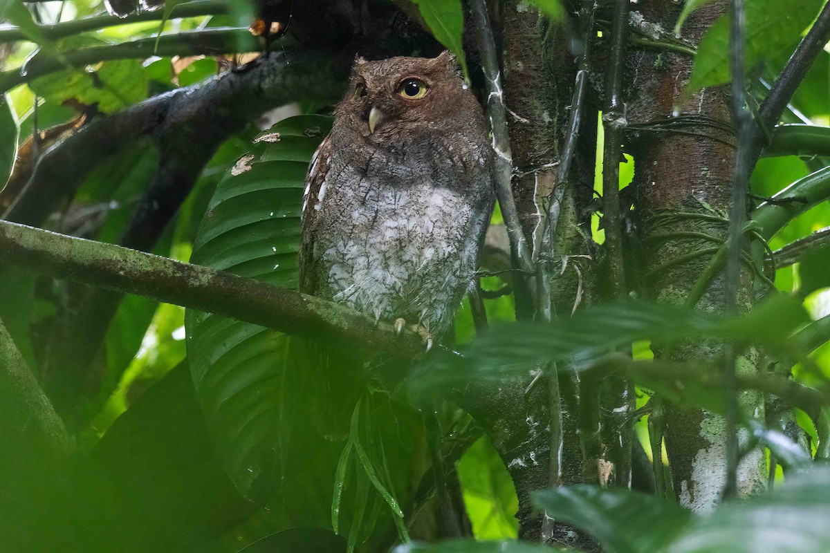 Choco Screech-Owl - ML632272922