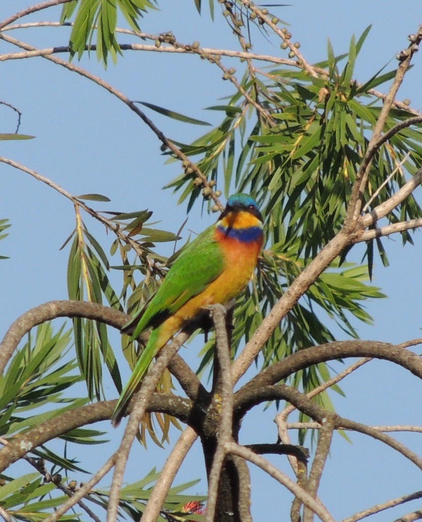 Ethiopian Bee-eater - ML632272932