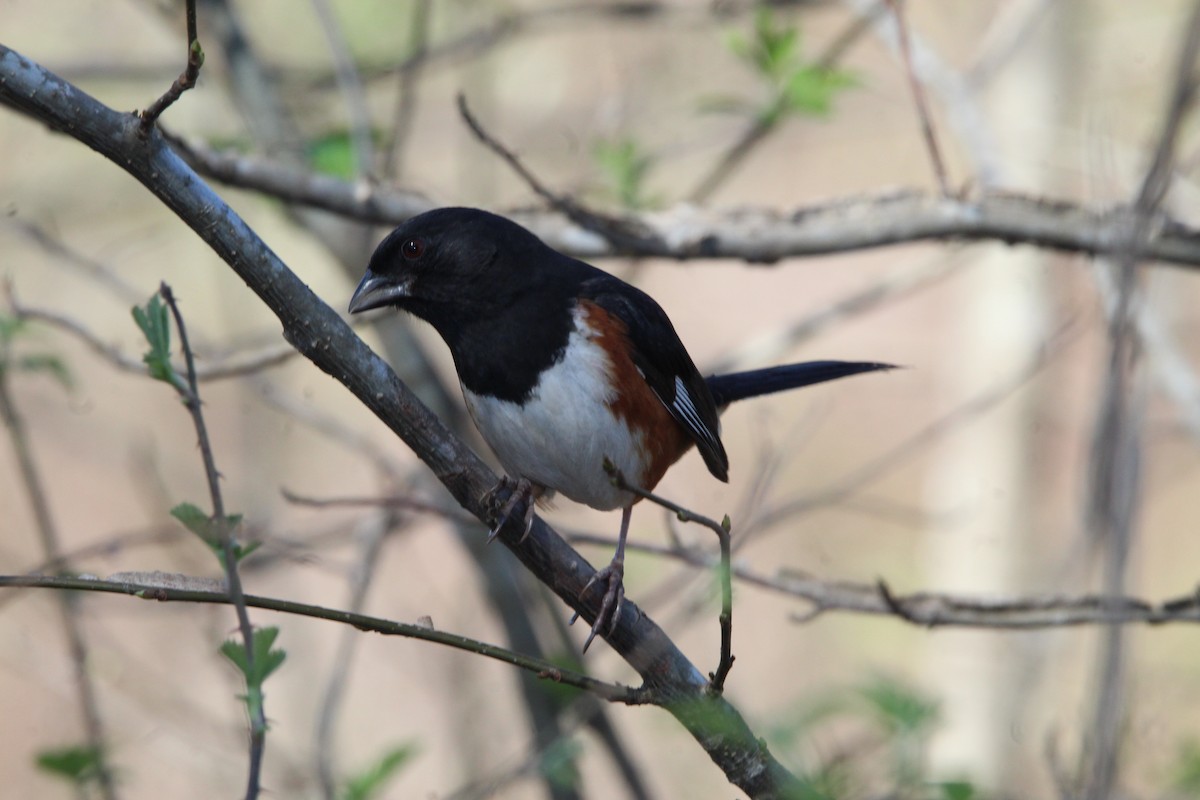 Eastern Towhee - ML632272952
