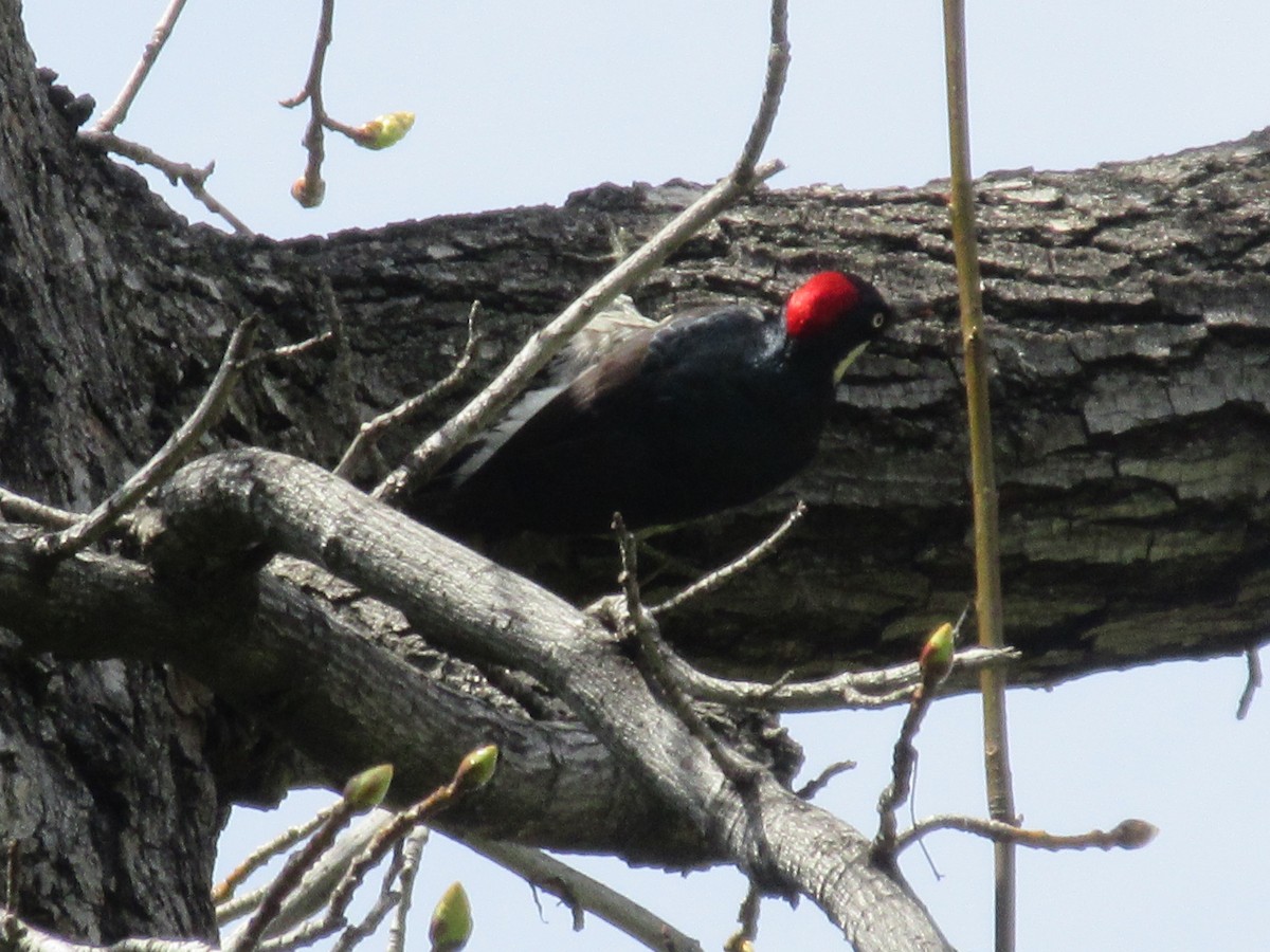 Acorn Woodpecker - ML632272972