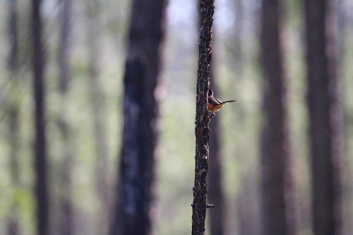 Eastern Towhee - ML632273010