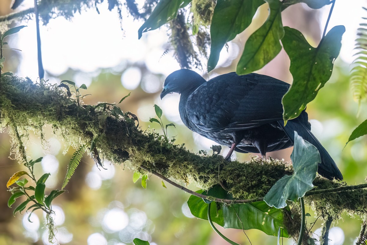Black Guan - ML632273031