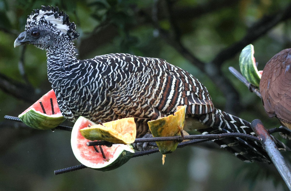 hoko proměnlivý - ML632273174