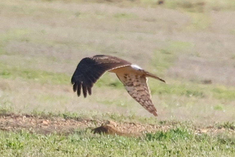 Northern Harrier - ML632273231