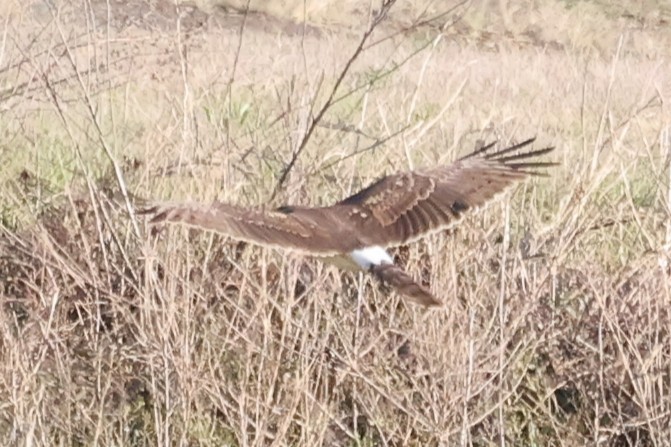 Northern Harrier - ML632273233