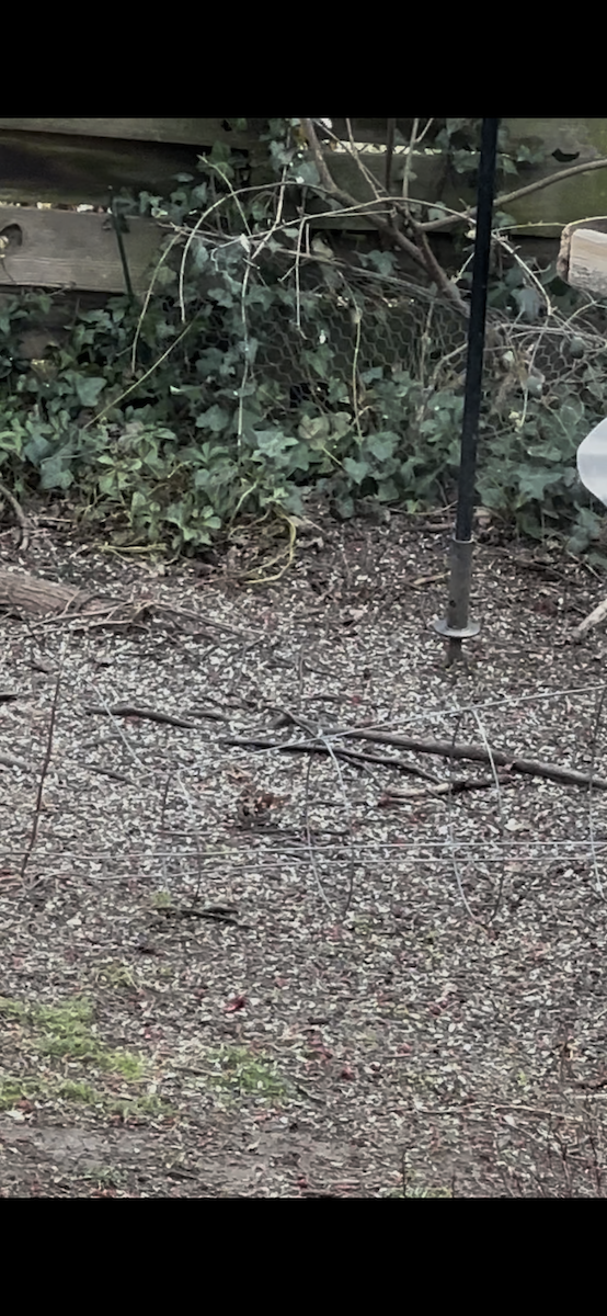 Fox Sparrow (Red) - ML632273316