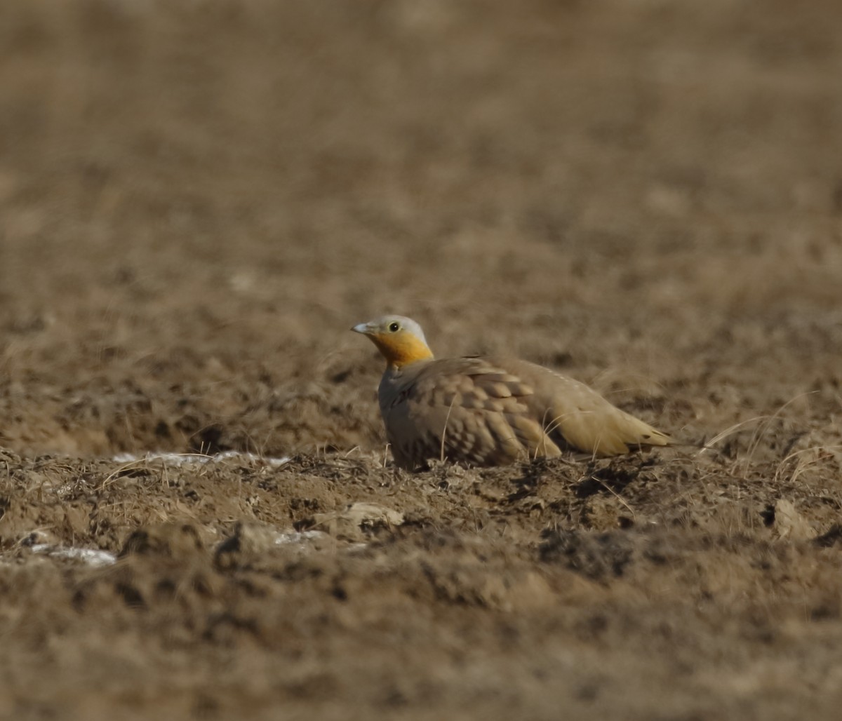Spotted Sandgrouse - ML632273391
