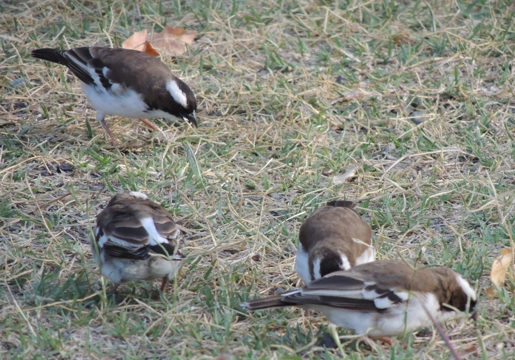 White-browed Sparrow-Weaver - ML632273393