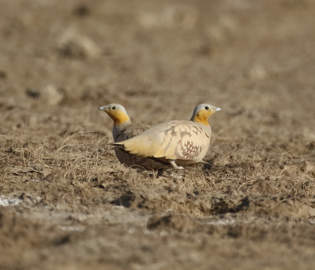 Spotted Sandgrouse - ML632273396