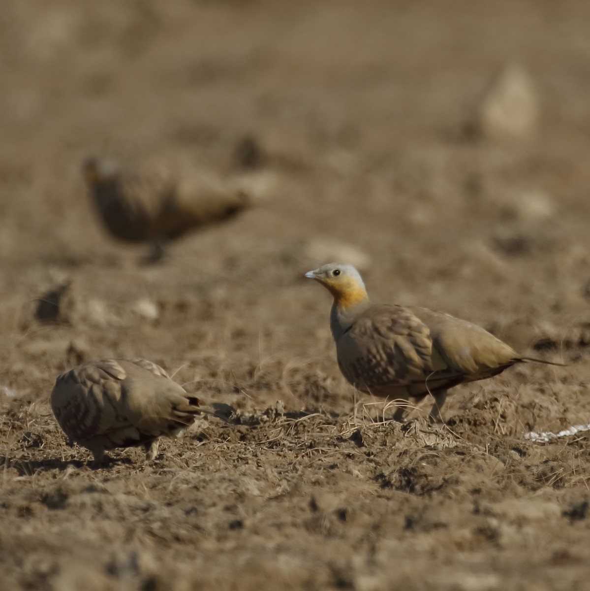 Spotted Sandgrouse - ML632273403