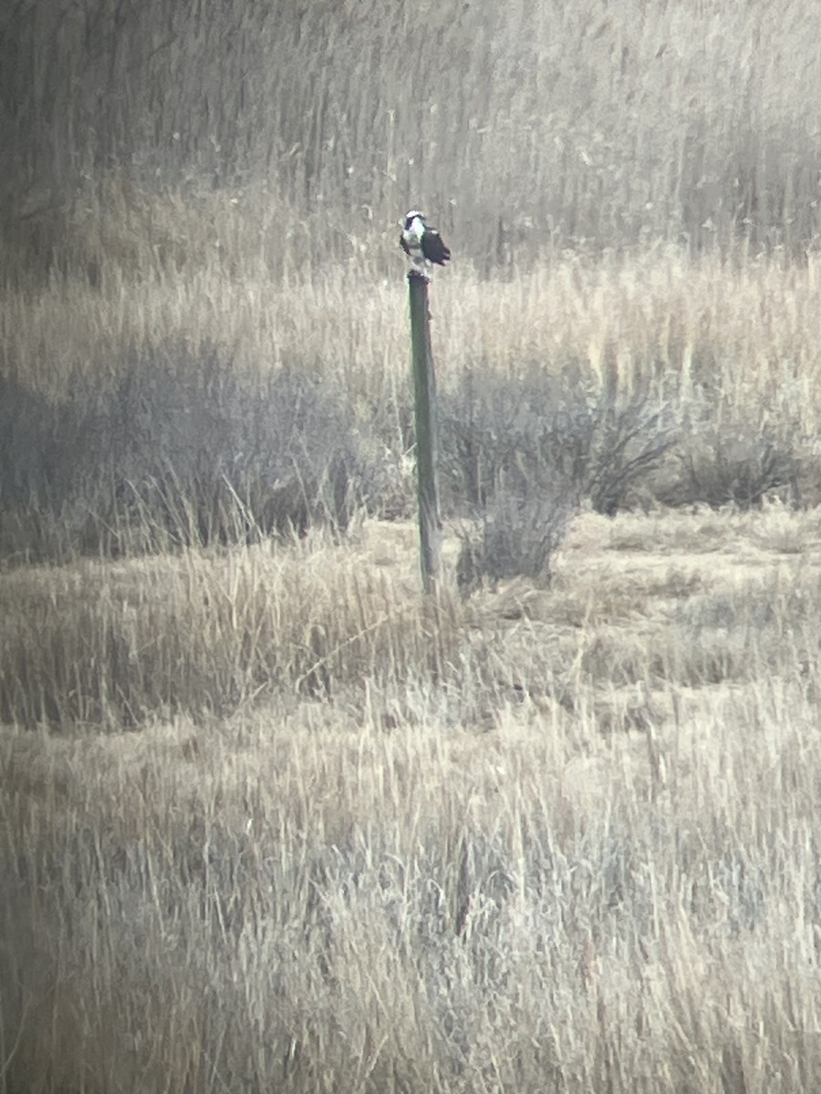 Osprey - ML632273405