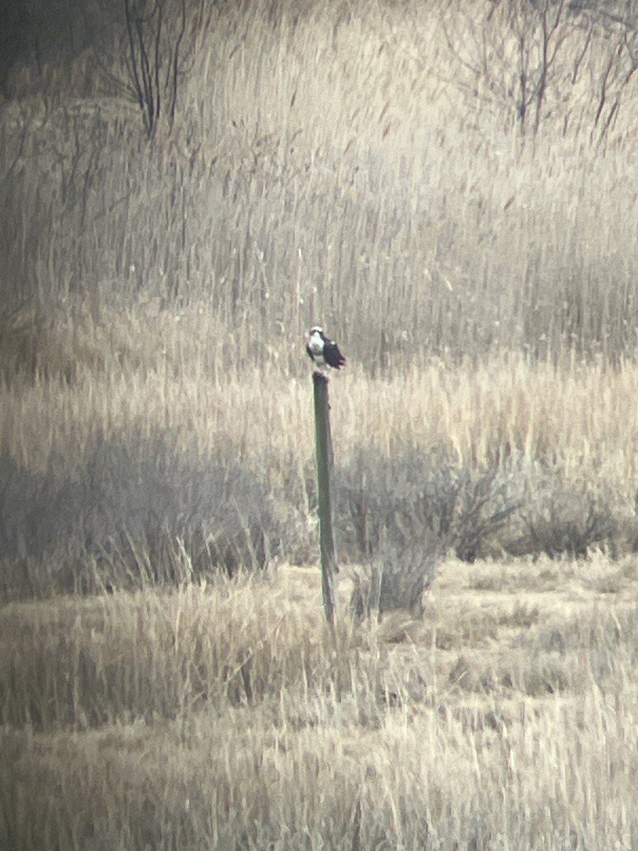 Osprey - ML632273406