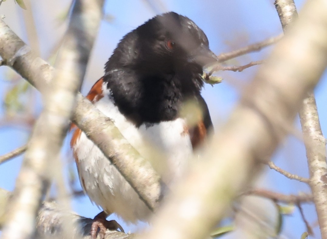 Eastern Towhee - ML632273456