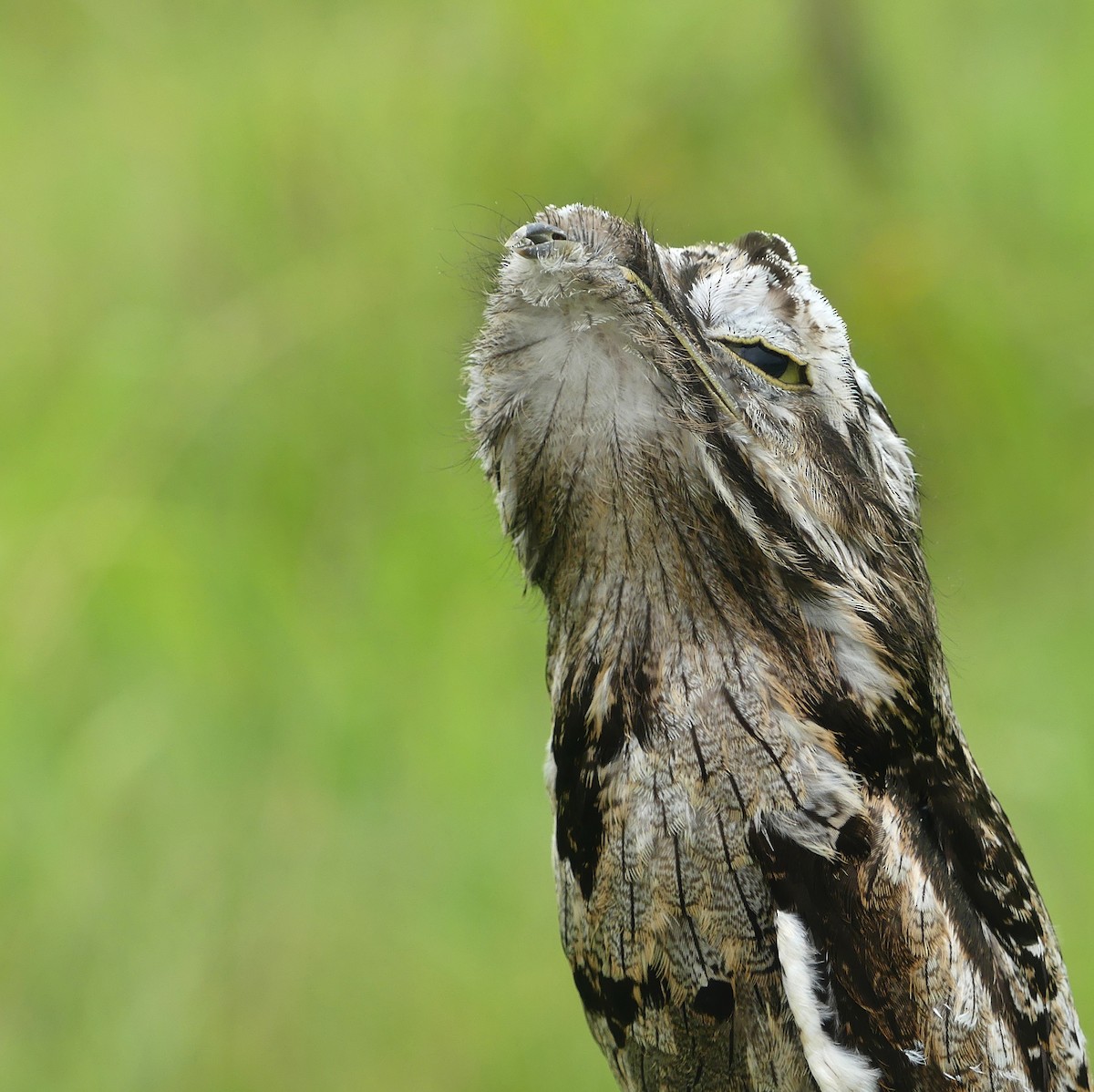 Common Potoo - Jorge  Quiroga