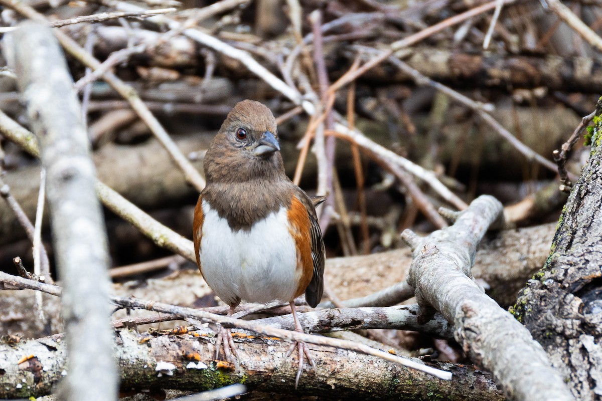 Eastern Towhee - ML632273486