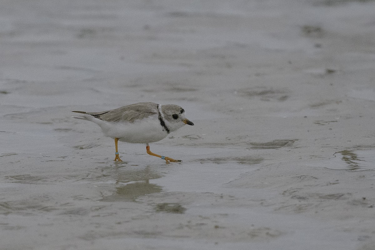 Piping Plover - ML632273547