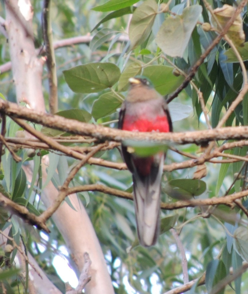 Narina Trogon - ML632273560