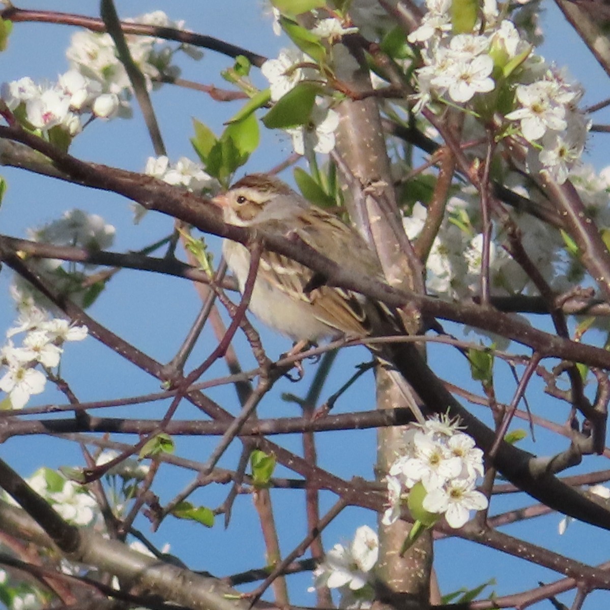 Clay-colored Sparrow - ML632273577