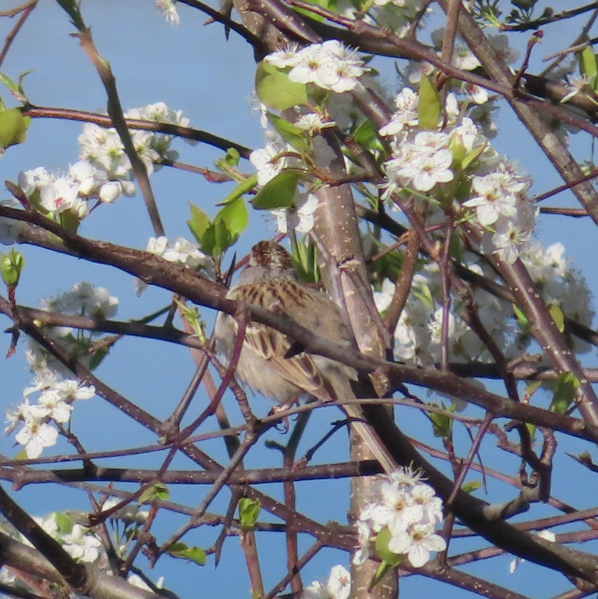 Clay-colored Sparrow - ML632273579