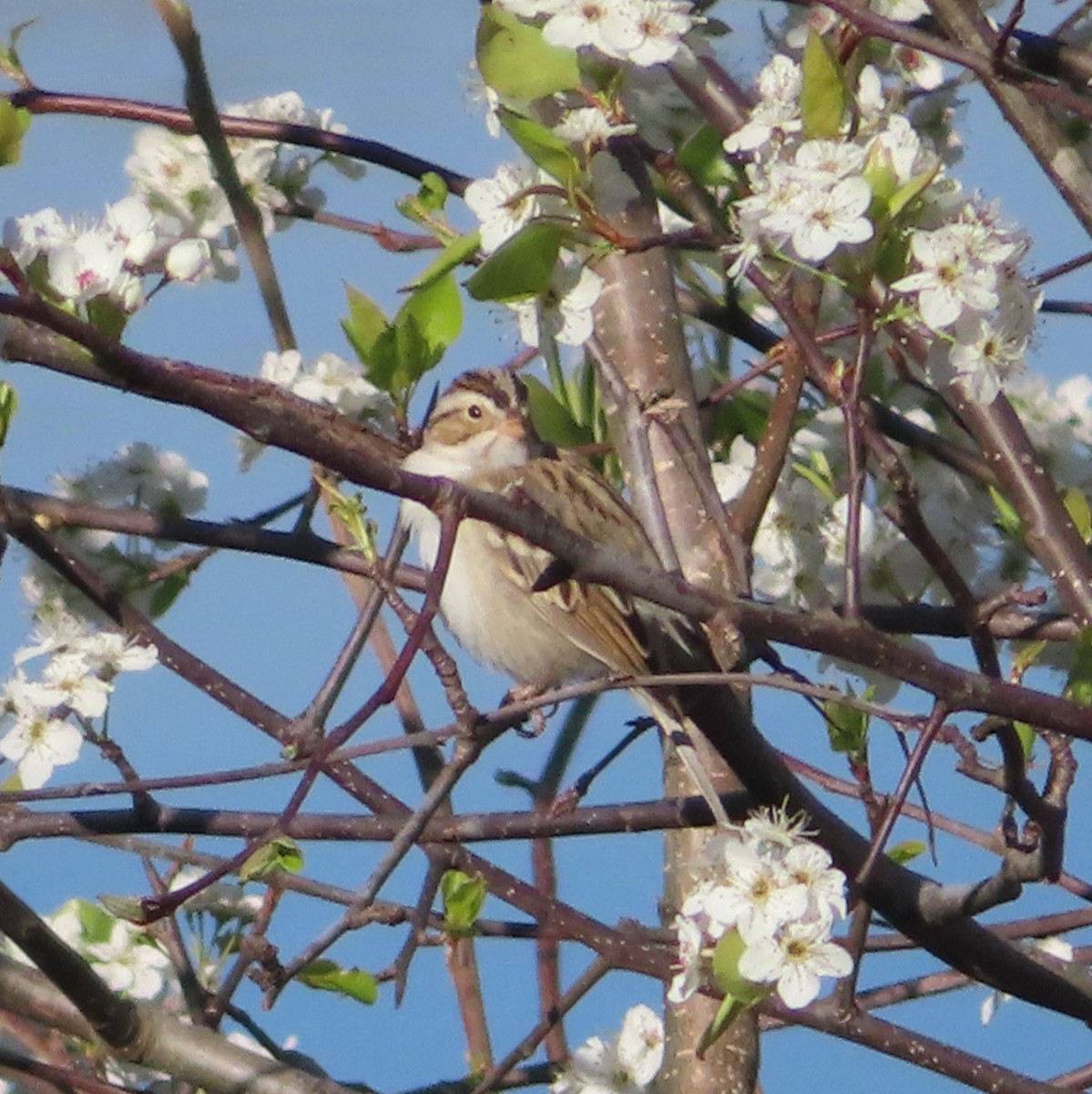 Clay-colored Sparrow - ML632273580
