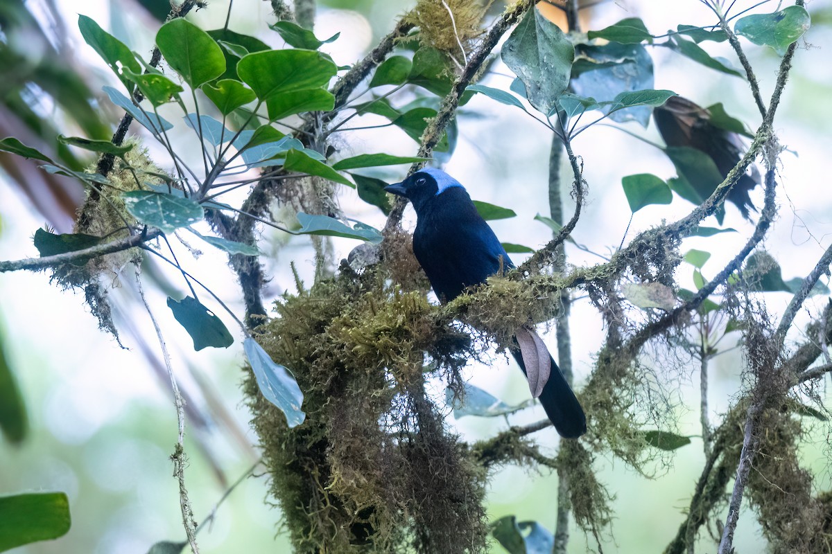 Azure-hooded Jay - ML632273593