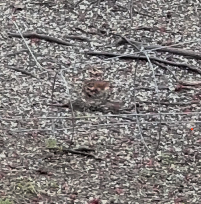 Fox Sparrow (Red) - ML632273649